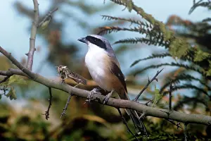 Gillean White: black-headed / Long-Tailed / black-tailed / Rufous-backed
