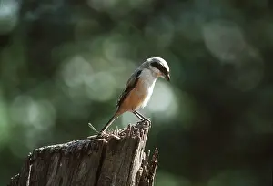 Shrike: black-headed / Long-Tailed / black-tailed / Rufous-backed