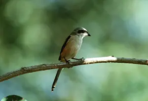 Shrike: black-headed / Long-Tailed / black-tailed / Rufous-backed