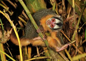 Bamboo: Black-headed Night Monkey - inside bamboo Tambopata-Candamo