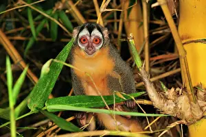 Bamboo: Black-headed Night Monkey - inside bamboo Tambopata-Candamo