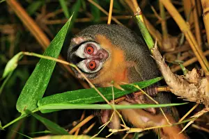 Bamboo: Black-headed Night Monkey - inside bamboo Tambopata-Candamo