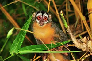 Bamboo: Black-headed Night Monkey - inside bamboo Tambopata-Candamo
