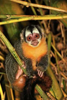 Bamboo: Black-headed Night Monkey - inside bamboo Tambopata-Candamo