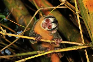 Bamboo: Black-headed Night Monkey - inside bamboo Tambopata-Candamo