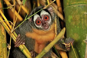 Bamboo: Black-headed Night Monkey - inside bamboo Tambopata-Candamo