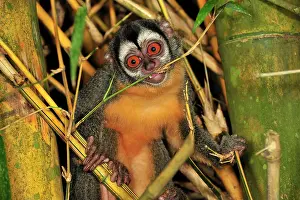 Bamboo: Black-headed Night Monkey - inside bamboo Tambopata-Candamo