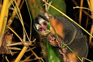 Bamboo: Black-headed Night Monkey - inside bamboo Tambopata-Candamo