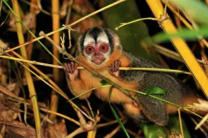 Bamboo: Black-headed Night Monkey - inside bamboo Tambopata-Candamo