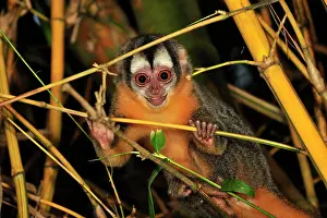 Bamboo: Black-headed Night Monkey - inside bamboo Tambopata-Candamo