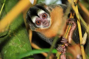 Bamboo: Black-headed Night Monkey - inside bamboo Tambopata-Candamo