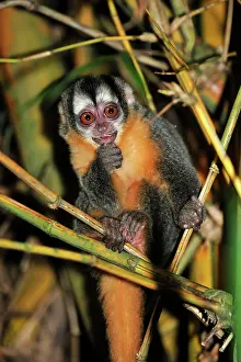 Bamboo: Black-headed Night Monkey - inside bamboo Tambopata-Candamo