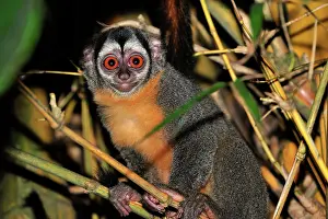 Bamboo: Black-headed Night Monkey - inside bamboo Tambopata-Candamo