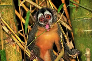 Bamboo: Black-headed Night Monkey - tongue out - inside