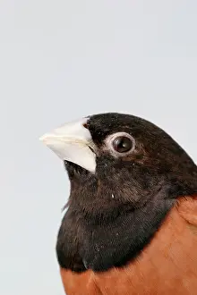 Aviary: Black-headed NUN - Close-up of head side view