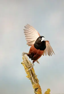 Aviary: Black-headed NUN / Moluccan Mannikin - Taking off