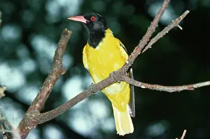 Oriolus: Black-headed ORIOLE