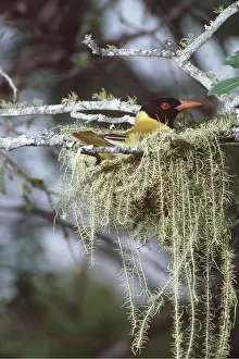 Oriole: BLACK-HEADED ORIOLE - on nest