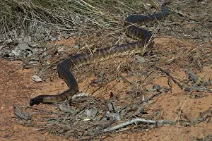 Melanocephalus: Black-headed Python