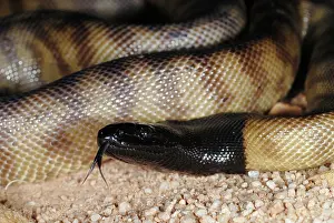 Melanocephalus: Black-headed Python