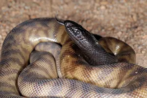 Melanocephalus: Black-headed Python