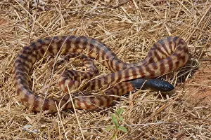 Melanocephalus: Black-headed Python