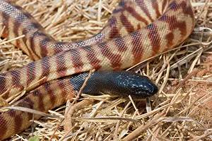 Melanocephalus: Black-headed Python