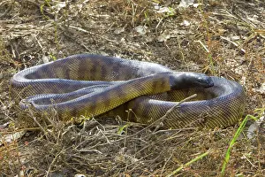 Melanocephalus: Black-headed Python