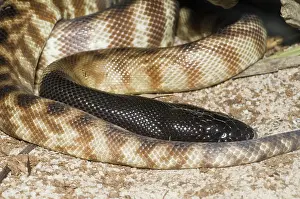Melanocephalus: Black-headed python