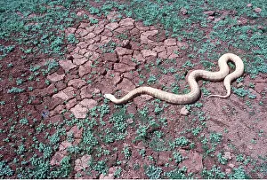 Albino: BLACK-HEADED PYTHON - albino