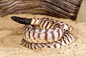Melanocephalus: Black-headed Python, Aspidites melanocephalus