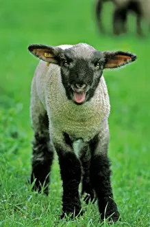 Bleating: Black headed Sheep at pasture, bleating