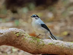 Vietnam: Black Headed Sibia Heterophasia desgodinsi Da Lat