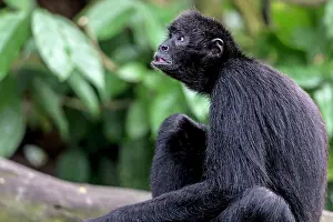 Ateles: Black Headed Spider Monkey