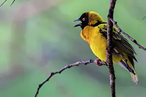 Cucullatus: Black-headed / Spotted-backed / Black Headed Weaver