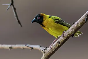 Cucullatus: Black-headed / Spotted-backed / Black Headed Weaver