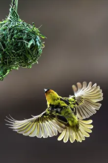 Cucullatus: Black-headed / Spotted-backed / Black Headed Weaver