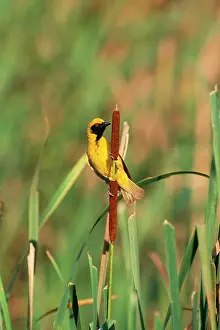 Ingrid Van Den Berg: Black-headed / Spotted-backed / Village WEAVER