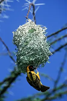 Weavers: Black-headed / Spotted-backed / Village WEAVER BIRD