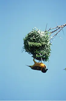 Upside: Black-headed / Spotted-backed / Village WEAVER BIRD