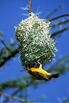 Upside: Black-headed / Spotted-backed / Village WEAVER - with nest