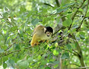 Blackish: Black-headed Squirrel Monkey