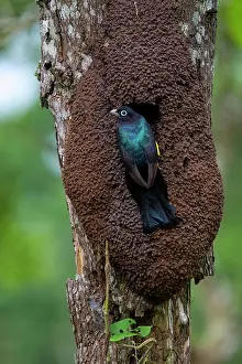Mangroves: Black-headed Trogon