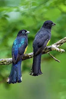 Mangroves: Black-headed Trogon