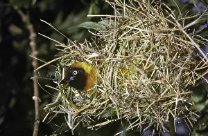 Cucullatus: Black-Headed Weaver Bird