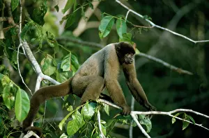 Shake: Black-headed Woolly Monkey - female displaying