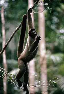 Agility: Black-Headed Woolly Monkey - in rainforest canopy