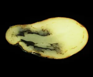 Oxygen: Black heart damage to a potato