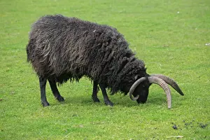 Blacks: Black Hebridean sheep grazing - Scotland UK