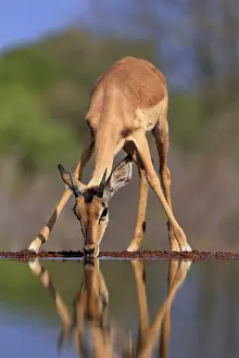 Antelopes: Black Heeler Antelope (Aepyceros melampus), young male, at